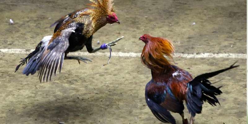 Tổng quan về chuyên mục đá gà 58win kịch tính 